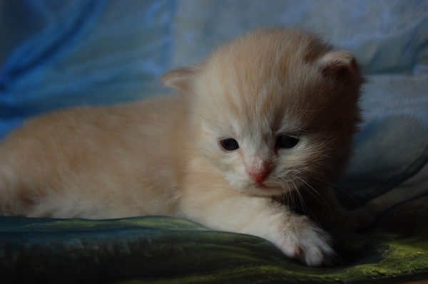 Ravell - 20 Tage jpg.jpg